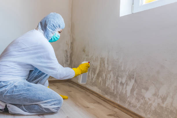 Licensed Mold Inspection service in Elizabethtown, PA - WQB Mold Removal
